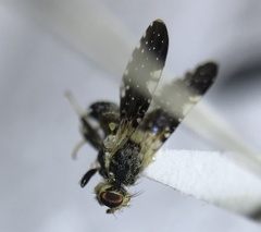 Jamesomyia geminata