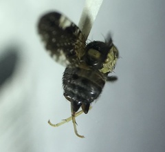 Jamesomyia geminata