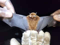Myotis ruber