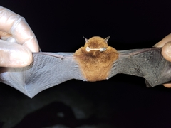 Myotis ruber