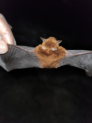 Myotis ruber