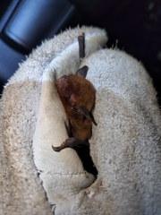 Myotis ruber