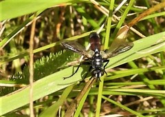 Cylindromyia bicolor