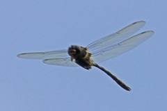 Macromia pacifica