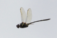 Macromia pacifica