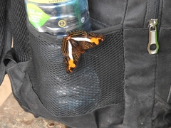 Adelpha malea