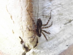 Textrix denticulata