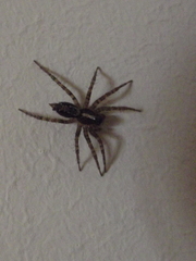 Textrix denticulata