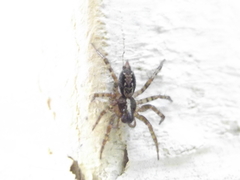 Textrix denticulata