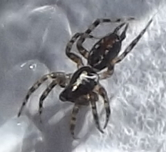 Textrix denticulata