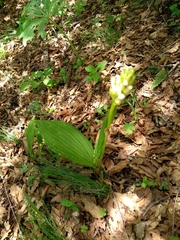 Govenia liliacea