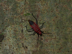 Dindymus sanguineus