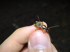 Chlaenius posticalis