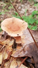 Collybiopsis subnuda