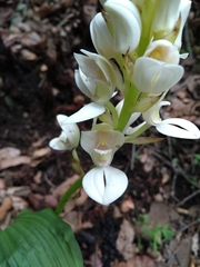 Govenia liliacea