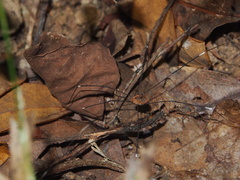 Pseudogagrella splendens