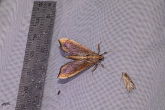 Anarmodia