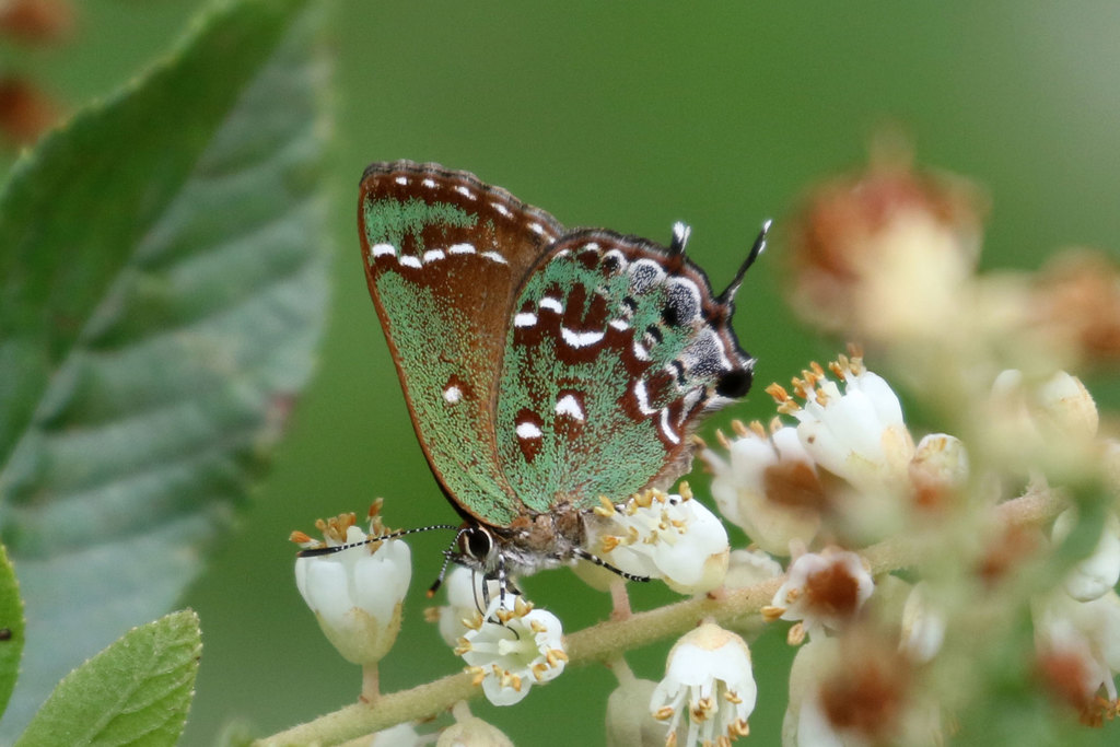 Hessel's Hairstreak