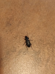 Carabidae