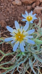 Tragopogon collinus