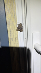 Amphipyra pyramidoides