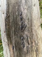 Oniscus asellus asellus