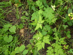 Osmorhiza depauperata