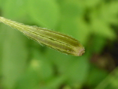 Osmorhiza depauperata