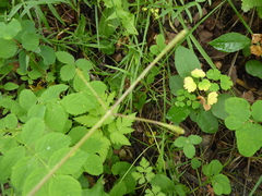 Osmorhiza depauperata