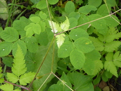Osmorhiza depauperata
