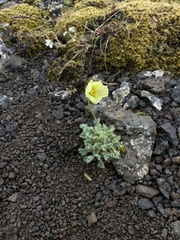 Papaver radicatum