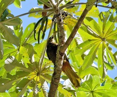 Psarocolius atrovirens