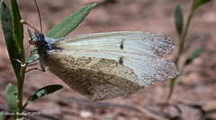 Anthocharis lanceolata