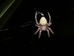 Neoscona punctigera
