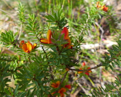 Pultenaea tuberculata