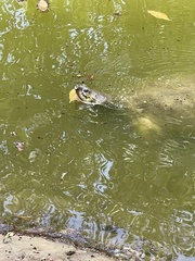 Carettochelys insculpta