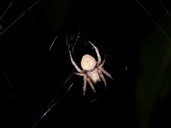 Neoscona punctigera