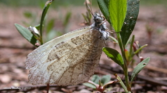 Anthocharis lanceolata