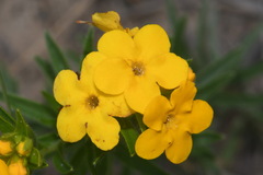 Lithospermum caroliniense croceum