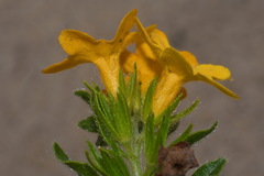 Lithospermum caroliniense croceum