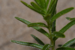 Lithospermum caroliniense croceum