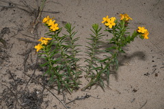 Lithospermum caroliniense croceum