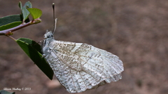 Anthocharis lanceolata