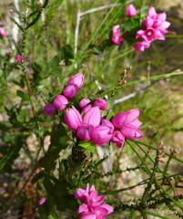 Boronia serrulata