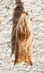 Ancylis platanana
