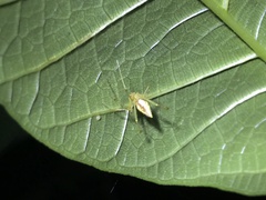 Meotipa argyrodiformis