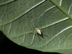 Meotipa argyrodiformis