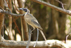 Philemon argenticeps