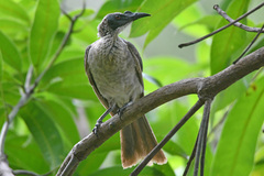 Philemon argenticeps
