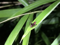 Conocephalus melaenus